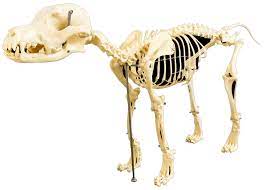 Department of Anatomy and Histology